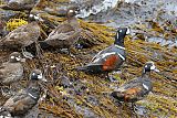 Harlequin Duck